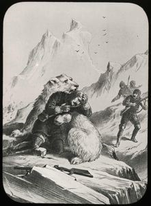 Image of A Polar Bear Attacking, Illustration